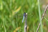 Blue Dragonfly Resting