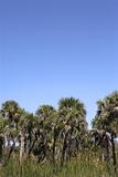 palm tree line view