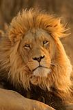 Big male lion