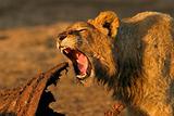 Feeding lion