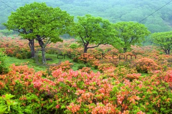 Field of Rhododendrons