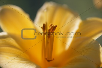 Day Lily macro