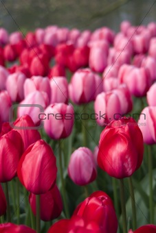 red and pink tulips