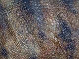 Dinosaur brown skin texture