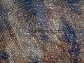 Dinosaur brown skin texture