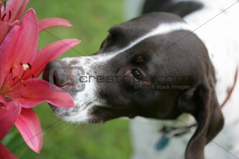 Miss Violet sniffs the day lily