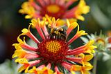 Bee on flowers 2