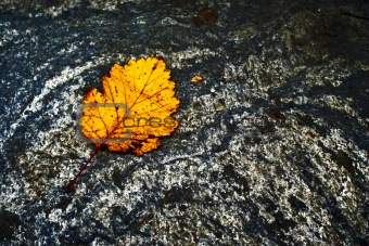 Yellow leaf on stone