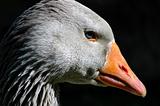 Goose close up.
