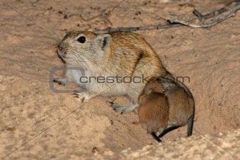 Whistling rat with young