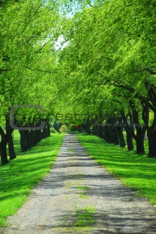 Green tree lane