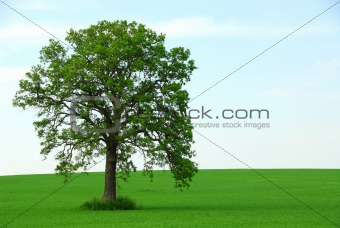 Single tree summer