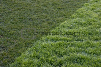 Twotone Grass