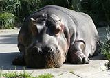 Hippo Relaxing