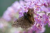 Moth and pink flowers
