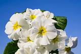 White flowers against the sky