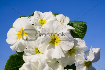White flowers against the sky