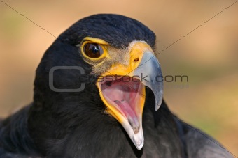 Black eagle 
