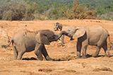 African Elephant playing with their trunks