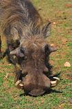 Warthog feeding on grass