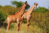Giants of Africa, the Giraffe