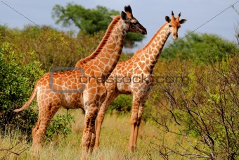 Giants of Africa, the Giraffe