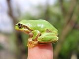 Tree frog #3
