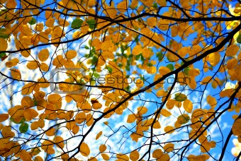 Autumn tree branches