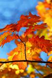 Fall oak leaves