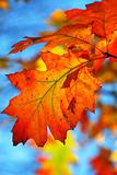 Fall oak leaves