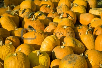 Harvested Pumpkins
