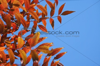 Autumnal  red leaves against a clear blue sky