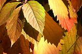 Autumnal  red leaves background
