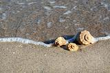 Beach Seashells