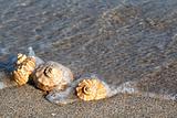Beach Seashell