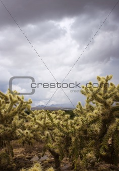 Cactus on a Stormy Day