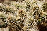 Cholla Cactus Close-Up