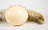 Huge ostrich's egg and feather 