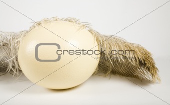 Huge ostrich's egg and feather 