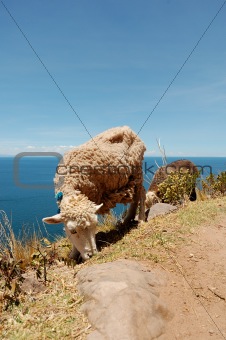 Sheep from Tequile Island on Lake Titicaca, Peru