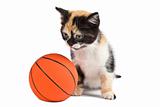 Kitten and basketball