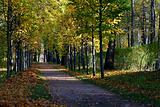 Autumn avenue