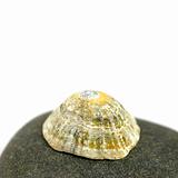 limpet on rock