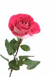 One pink rose on a white background