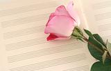 One beautiful pink rose lays on a music book