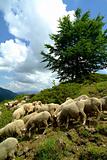 grazing sheeps