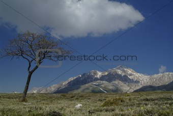 mountain and tree