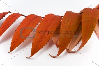 Closeup of autumn leaf with light shadow