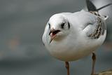 nice sea gull close up