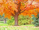 Orange Fall Tree
